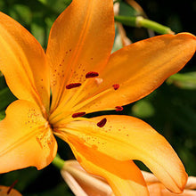 Specials Blue Heart Lily Plant Seeds Potted Bonsai Plant Lily Flower Seeds for Home Garden 50 Particles / lot