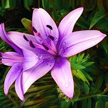 Specials Blue Heart Lily Plant Seeds Potted Bonsai Plant Lily Flower Seeds for Home Garden 50 Particles / lot