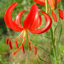 Specials Blue Heart Lily Plant Seeds Potted Bonsai Plant Lily Flower Seeds for Home Garden 50 Particles / lot