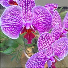 free ship hydroponic orchid seeds,indoor flowers bonsai four seasons,Phalaenopsis Orchids - 40 seeds seeds