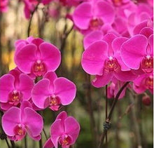 free ship hydroponic orchid seeds,indoor flowers bonsai four seasons,Phalaenopsis Orchids - 40 seeds seeds