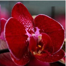 free ship hydroponic orchid seeds,indoor flowers bonsai four seasons,Phalaenopsis Orchids - 40 seeds seeds