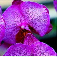 free ship hydroponic orchid seeds,indoor flowers bonsai four seasons,Phalaenopsis Orchids - 40 seeds seeds