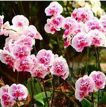 free ship hydroponic orchid seeds,indoor flowers bonsai four seasons,Phalaenopsis Orchids - 40 seeds seeds