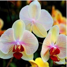 free ship hydroponic orchid seeds,indoor flowers bonsai four seasons,Phalaenopsis Orchids - 40 seeds seeds