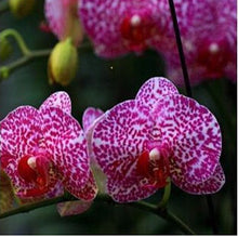 free ship hydroponic orchid seeds,indoor flowers bonsai four seasons,Phalaenopsis Orchids - 40 seeds seeds