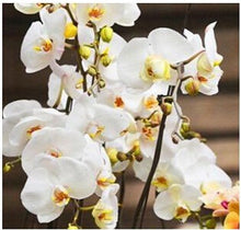 free ship hydroponic orchid seeds,indoor flowers bonsai four seasons,Phalaenopsis Orchids - 40 seeds seeds