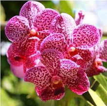 free ship hydroponic orchid seeds,indoor flowers bonsai four seasons,Phalaenopsis Orchids - 40 seeds seeds