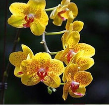 free ship hydroponic orchid seeds,indoor flowers bonsai four seasons,Phalaenopsis Orchids - 40 seeds seeds