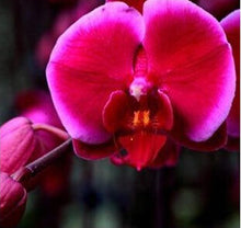 free ship hydroponic orchid seeds,indoor flowers bonsai four seasons,Phalaenopsis Orchids - 40 seeds seeds