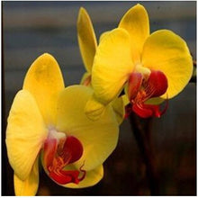free ship hydroponic orchid seeds,indoor flowers bonsai four seasons,Phalaenopsis Orchids - 40 seeds seeds