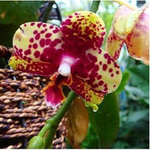 free ship hydroponic orchid seeds,indoor flowers bonsai four seasons,Phalaenopsis Orchids - 40 seeds seeds