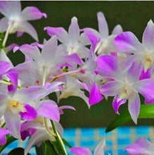 free ship hydroponic orchid seeds,indoor flowers bonsai four seasons,Phalaenopsis Orchids - 40 seeds seeds