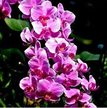 free ship hydroponic orchid seeds,indoor flowers bonsai four seasons,Phalaenopsis Orchids - 40 seeds seeds