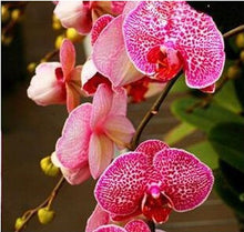 free ship hydroponic orchid seeds,indoor flowers bonsai four seasons,Phalaenopsis Orchids - 40 seeds seeds