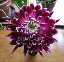 Rare Red and White Point Dahlia Seeds Beautiful Perennial Flowers Seeds Dahlia for DIY Home Garden 50PCS / PACK