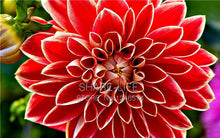 Rare Red and White Point Dahlia Seeds Beautiful Perennial Flowers Seeds Dahlia for DIY Home Garden 50PCS / PACK