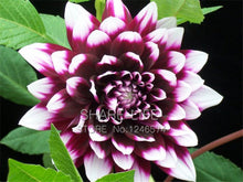 Rare Red and White Point Dahlia Seeds Beautiful Perennial Flowers Seeds Dahlia for DIY Home Garden 50PCS / PACK