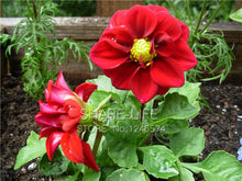 Rare Red and White Point Dahlia Seeds Beautiful Perennial Flowers Seeds Dahlia for DIY Home Garden 50PCS / PACK