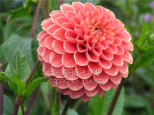 Rare Red and White Point Dahlia Seeds Beautiful Perennial Flowers Seeds Dahlia for DIY Home Garden 50PCS / PACK