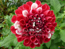 Rare Red and White Point Dahlia Seeds Beautiful Perennial Flowers Seeds Dahlia for DIY Home Garden 50PCS / PACK