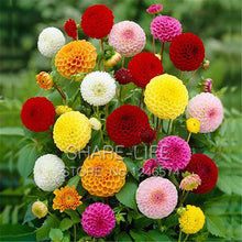 Rare Red and White Point Dahlia Seeds Beautiful Perennial Flowers Seeds Dahlia for DIY Home Garden 50PCS / PACK