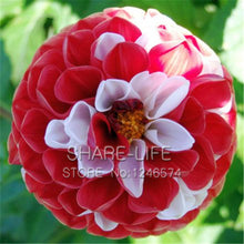 Rare Red and White Point Dahlia Seeds Beautiful Perennial Flowers Seeds Dahlia for DIY Home Garden 50PCS / PACK