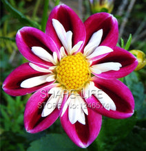 Rare Red and White Point Dahlia Seeds Beautiful Perennial Flowers Seeds Dahlia for DIY Home Garden 50PCS / PACK