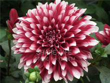 Rare Red and White Point Dahlia Seeds Beautiful Perennial Flowers Seeds Dahlia for DIY Home Garden 50PCS / PACK