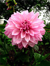Rare Red and White Point Dahlia Seeds Beautiful Perennial Flowers Seeds Dahlia for DIY Home Garden 50PCS / PACK