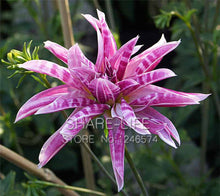 Rare Red and White Point Dahlia Seeds Beautiful Perennial Flowers Seeds Dahlia for DIY Home Garden 50PCS / PACK