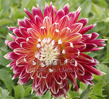 Rare Red and White Point Dahlia Seeds Beautiful Perennial Flowers Seeds Dahlia for DIY Home Garden 50PCS / PACK