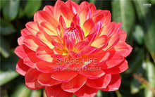 Rare Red and White Point Dahlia Seeds Beautiful Perennial Flowers Seeds Dahlia for DIY Home Garden 50PCS / PACK