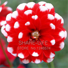 Rare Red and White Point Dahlia Seeds Beautiful Perennial Flowers Seeds Dahlia for DIY Home Garden 50PCS / PACK