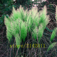 400pcs/bag pampas garss,pampas seeds,pampas grass plant,Ornamental Plant Flowers Cortaderia Selloana Grass Seeds for home garden