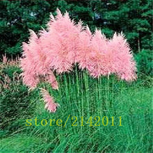 400pcs/bag pampas garss,pampas seeds,pampas grass plant,Ornamental Plant Flowers Cortaderia Selloana Grass Seeds for home garden