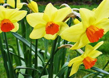 100pcs flower daffodil,daffodil seeds(not daffodil bulbs)bonsai flower seeds aquatic plants double petals Narcissus garden plant