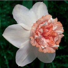 100pcs flower daffodil,daffodil seeds(not daffodil bulbs)bonsai flower seeds aquatic plants double petals Narcissus garden plant