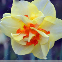 100pcs flower daffodil,daffodil seeds(not daffodil bulbs)bonsai flower seeds aquatic plants double petals Narcissus garden plant