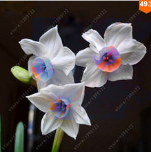 100pcs flower daffodil,daffodil seeds(not daffodil bulbs)bonsai flower seeds aquatic plants double petals Narcissus garden plant