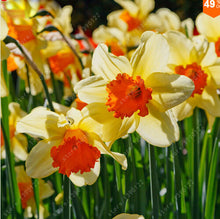 100pcs flower daffodil,daffodil seeds(not daffodil bulbs)bonsai flower seeds aquatic plants double petals Narcissus garden plant