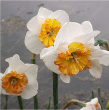 100pcs flower daffodil,daffodil seeds(not daffodil bulbs)bonsai flower seeds aquatic plants double petals Narcissus garden plant