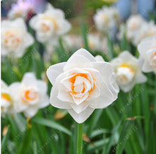 100pcs flower daffodil,daffodil seeds(not daffodil bulbs)bonsai flower seeds aquatic plants double petals Narcissus garden plant