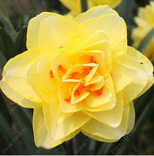 100pcs flower daffodil,daffodil seeds(not daffodil bulbs)bonsai flower seeds aquatic plants double petals Narcissus garden plant