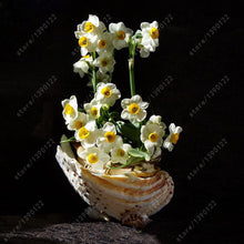 100pcs flower daffodil,daffodil seeds(not daffodil bulbs)bonsai flower seeds aquatic plants double petals Narcissus garden plant