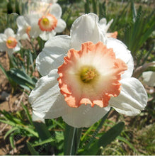 100pcs flower daffodil,daffodil seeds(not daffodil bulbs)bonsai flower seeds aquatic plants double petals Narcissus garden plant