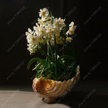 100pcs flower daffodil,daffodil seeds(not daffodil bulbs)bonsai flower seeds aquatic plants double petals Narcissus garden plant