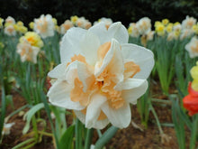 100pcs flower daffodil,daffodil seeds(not daffodil bulbs)bonsai flower seeds aquatic plants double petals Narcissus garden plant