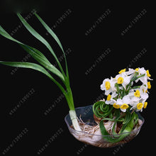 100pcs flower daffodil,daffodil seeds(not daffodil bulbs)bonsai flower seeds aquatic plants double petals Narcissus garden plant
