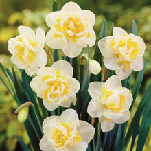 100pcs flower daffodil,daffodil seeds(not daffodil bulbs)bonsai flower seeds aquatic plants double petals Narcissus garden plant